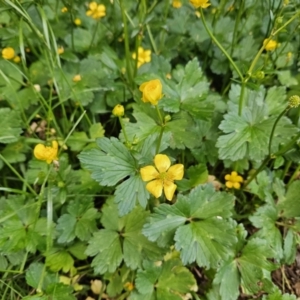 Ranunculus repens at QPRC LGA - 7 Nov 2023