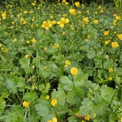 Ranunculus repens at QPRC LGA - 7 Nov 2023