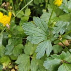 Ranunculus repens at QPRC LGA - 7 Nov 2023