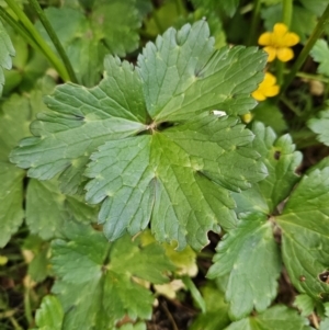 Ranunculus repens at QPRC LGA - 7 Nov 2023