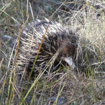 Tachyglossus aculeatus (Short-beaked Echidna) at Borough, NSW - 6 Nov 2023 by Paul4K