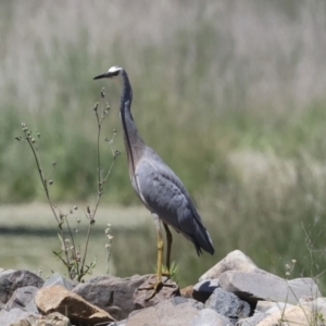 Egretta novaehollandiae at Evatt, ACT - 7 Nov 2023