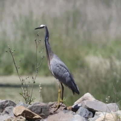 Egretta novaehollandiae (White-faced Heron) at Evatt, ACT - 7 Nov 2023 by AlisonMilton