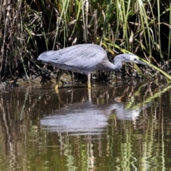 Egretta novaehollandiae at Evatt, ACT - 7 Nov 2023