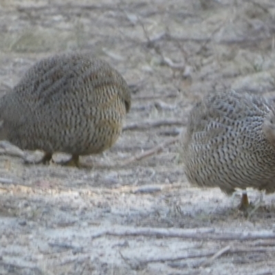 Synoicus ypsilophorus (Brown Quail) at Boro - 6 Nov 2023 by Paul4K