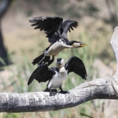 Microcarbo melanoleucos (Little Pied Cormorant) at Evatt, ACT - 6 Nov 2023 by AlisonMilton