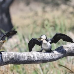 Microcarbo melanoleucos at Evatt, ACT - 7 Nov 2023 10:06 AM