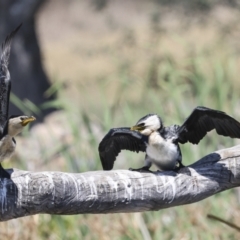 Microcarbo melanoleucos at Evatt, ACT - 7 Nov 2023 10:06 AM