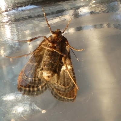 Pyralis farinalis (Meal Moth) at QPRC LGA - 6 Nov 2023 by Paul4K