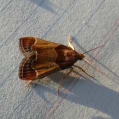 Pyralis farinalis at QPRC LGA - 7 Nov 2023