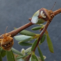 Eupolemus angularis at QPRC LGA - 7 Nov 2023