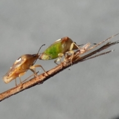 Eupolemus angularis at QPRC LGA - 7 Nov 2023