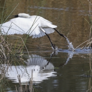 Platalea regia at Evatt, ACT - 7 Nov 2023 09:22 AM