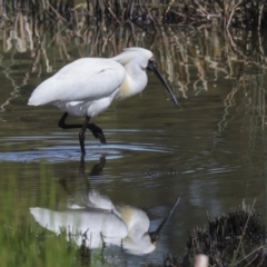 Platalea regia at Evatt, ACT - 7 Nov 2023 09:22 AM