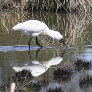 Platalea regia at Evatt, ACT - 7 Nov 2023 09:22 AM