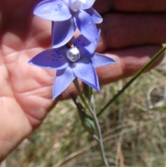 Thelymitra simulata (Graceful Sun-orchid) at Boro - 7 Nov 2023 by Paul4K