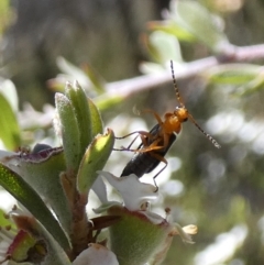 Chauliognathus lugubris at QPRC LGA - suppressed