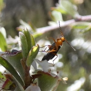 Chauliognathus lugubris at QPRC LGA - 7 Nov 2023