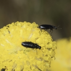 Dasytinae (subfamily) (Soft-winged flower beetle) at Dunlop Grasslands - 7 Nov 2023 by kasiaaus