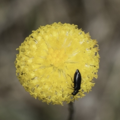 Dasytinae (subfamily) (Soft-winged flower beetle) at Dunlop Grassland (DGE) - 7 Nov 2023 by kasiaaus