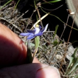 Thelymitra peniculata at Boro - 7 Nov 2023