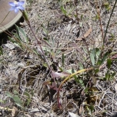 Thelymitra peniculata at Boro - 7 Nov 2023