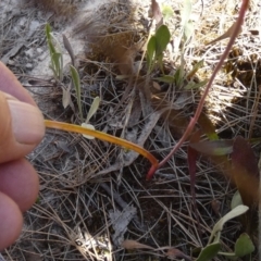 Thelymitra peniculata at Boro - 7 Nov 2023