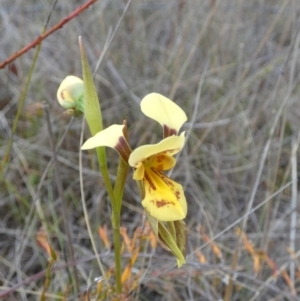 Diuris aurea at suppressed - 7 Nov 2023