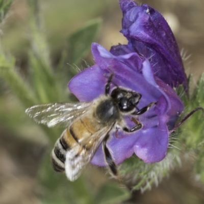 Apis mellifera (European honey bee) at Dunlop Grasslands - 7 Nov 2023 by kasiaaus