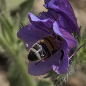 Apis mellifera at Dunlop Grassland (DGE) - 7 Nov 2023