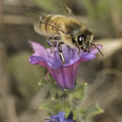 Apis mellifera (European honey bee) at Dunlop Grasslands - 7 Nov 2023 by kasiaaus