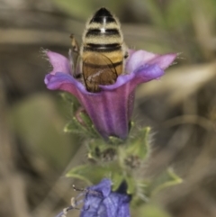 Apis mellifera at Dunlop Grassland (DGE) - 7 Nov 2023 12:27 PM