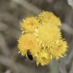 Dasytinae (subfamily) (Soft-winged flower beetle) at Fraser, ACT - 7 Nov 2023 by kasiaaus