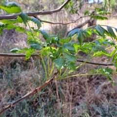 Melia azedarach (White Cedar) at Evatt, ACT - 6 Nov 2023 by abread111