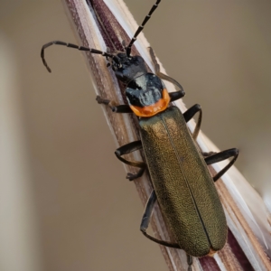 Chauliognathus lugubris at Murrumbateman, NSW - 5 Nov 2023