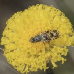 Austrotephritis poenia (Australian Fruit Fly) at Dunlop Grassland (DGE) - 7 Nov 2023 by kasiaaus