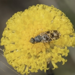 Austrotephritis poenia at Dunlop Grassland (DGE) - 7 Nov 2023