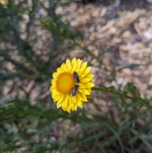 Lasioglossum (Chilalictus) lanarium at Hackett, ACT - 7 Nov 2023