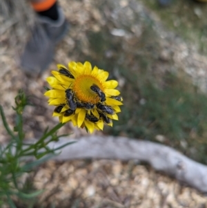 Lasioglossum (Chilalictus) lanarium at Hackett, ACT - 7 Nov 2023