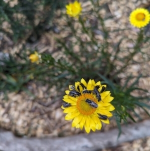 Lasioglossum (Chilalictus) lanarium at Hackett, ACT - 7 Nov 2023