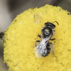 Lasioglossum (Chilalictus) sp. (genus & subgenus) (Halictid bee) at Dunlop Grasslands - 7 Nov 2023 by kasiaaus