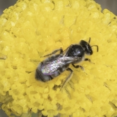 Lasioglossum (Chilalictus) sp. (genus & subgenus) (Halictid bee) at Fraser, ACT - 7 Nov 2023 by kasiaaus