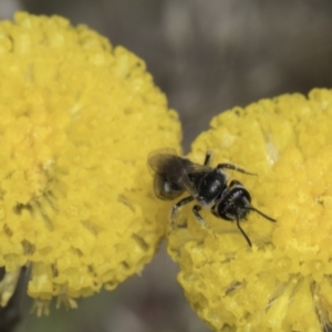 Lasioglossum (Chilalictus) sp. (genus & subgenus) at Dunlop Grassland (DGE) - 7 Nov 2023