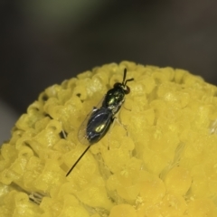 Chalcidoidea (superfamily) (A gall wasp or Chalcid wasp) at Dunlop Grasslands - 7 Nov 2023 by kasiaaus