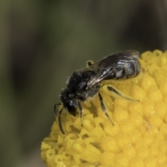 Lasioglossum (Chilalictus) sp. (genus & subgenus) (Halictid bee) at Dunlop Grassland (DGE) - 7 Nov 2023 by kasiaaus