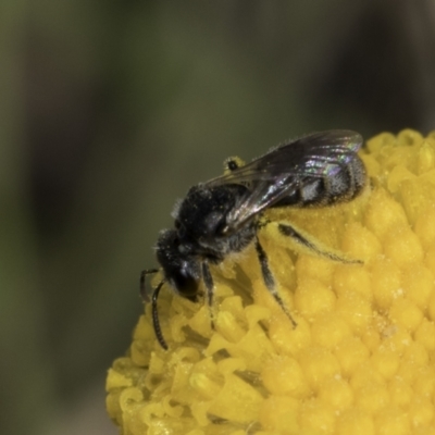 Lasioglossum (Chilalictus) sp. (genus & subgenus) (Halictid bee) at Dunlop Grasslands - 7 Nov 2023 by kasiaaus