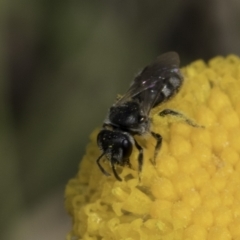 Lasioglossum (Chilalictus) sp. (genus & subgenus) at Dunlop Grassland (DGE) - 7 Nov 2023 12:36 PM