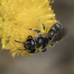 Lasioglossum (Chilalictus) sp. (genus & subgenus) (Halictid bee) at Fraser, ACT - 7 Nov 2023 by kasiaaus