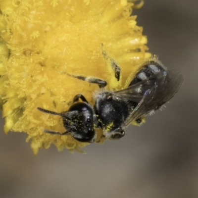 Lasioglossum (Chilalictus) sp. (genus & subgenus) (Halictid bee) at Fraser, ACT - 7 Nov 2023 by kasiaaus