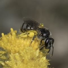 Lasioglossum (Chilalictus) sp. (genus & subgenus) (Halictid bee) at Dunlop Grassland (DGE) - 7 Nov 2023 by kasiaaus